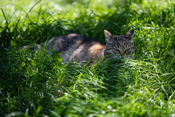 The cat is resting in the shade of the trees. Cat on a green lawn.