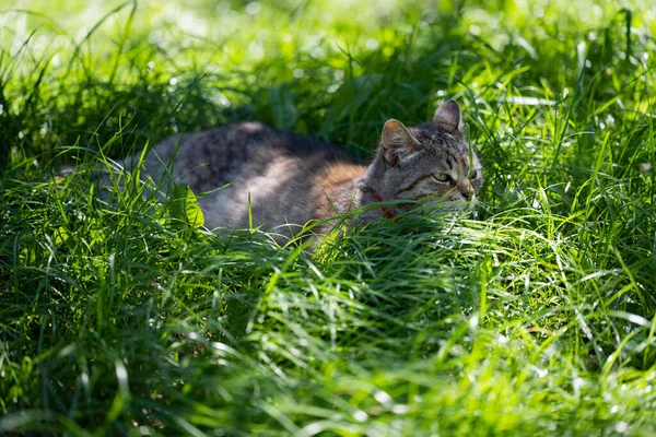 Die Katze Meditiert Schatten Der Bäume Katze Auf Grünem Rasen — Stockfoto