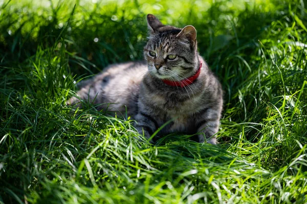 The cat looks lazily into the distance. Cat on a green lawn.