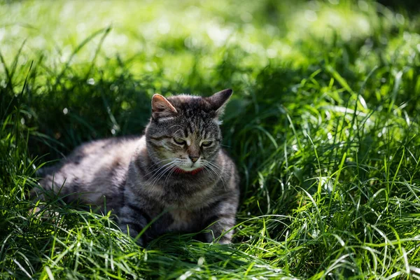 Кошка Отдыхает Тени Зеленой Траве Кошка Зеленой Лужайке — стоковое фото