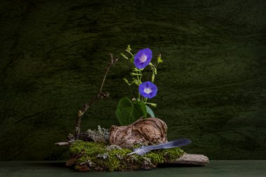 İki sabah çiçeği. Hassas bir buket, ikebana. Yosun, kapan. Gizemli ve narin bir buket.