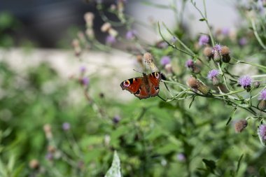 Aglais io. Inachis io. Nymphalidae. Kelebek çiçekleri döller ve çiçeklerde nektar toplar..