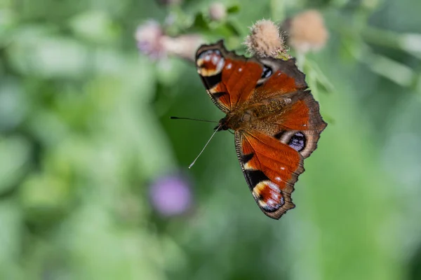 Aglais io. Inachis io. Nymphalidae. Kelebek çiçekleri döller ve çiçeklerde nektar toplar..