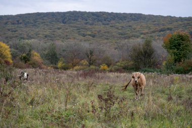 Çayırda inek var. Otlayan inekler. Süt ineği. Çiftlik. Çiftçi.