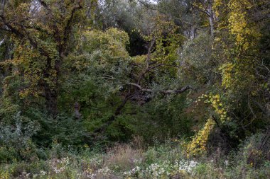 Orman. Gizemli orman. Sonbaharın ilk nefesi. Açık hava parkı.