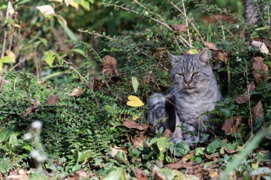 Bahçedeki kedi. Evcil, gri, tekir bir kedi bahçesini koruyor..