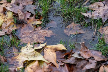 .Çevreyi koru. Doğa tehlikede. Ekoloji. Ekolojik kirlilik.