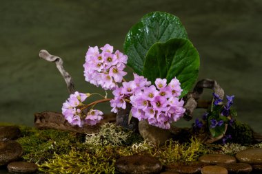 Phyto tasarımı. İkebana. Bergenia, Saxifragaceae. Çiçek açan bitkiler.