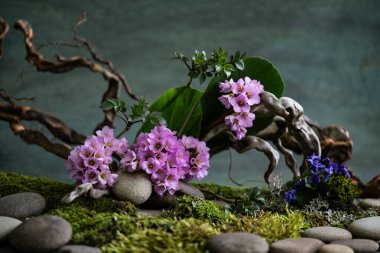 Phyto tasarımı. İkebana. Bergenia, Saxifragaceae. Çiçek açan bitkiler.