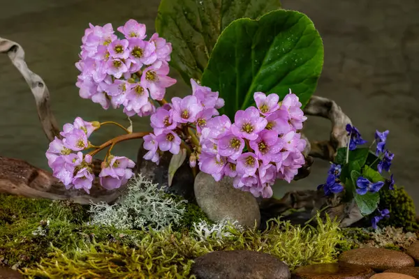 Phyto tasarımı. İkebana. Bergenia, Saxifragaceae. Çiçek açan bitkiler.