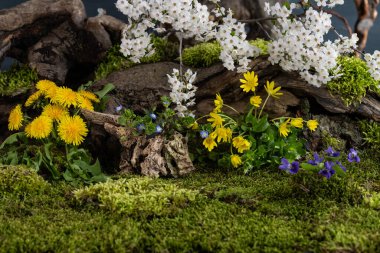 Çiçek kompozisyonu. Çiçek açan bir eriğin dalı. Bahar çiçekleri. Çiçek açan bitkiler.