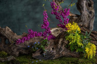 Bahar çiçekleri. Sanat kurulumu. İkebana. İlaç bitkileri. Yehuda ağacı. Mahonia su küresi. Veronica alanı.