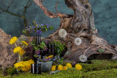 Sanat kurulumu. İkebana. Şifalı bitkiler. Pulmonaria karahindiba