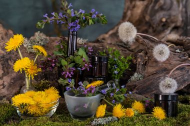 Sanat kurulumu. İkebana. Şifalı bitkiler. Pulmonaria karahindiba