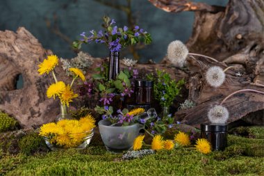 Sanat kurulumu. İkebana. Şifalı bitkiler. Pulmonaria karahindiba