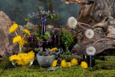 Sanat kurulumu. İkebana. Şifalı bitkiler. Pulmonaria karahindiba