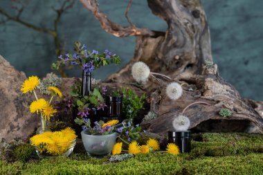 Sanat kurulumu. İkebana. Şifalı bitkiler. Pulmonaria karahindiba