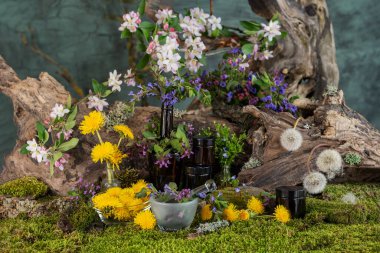 Sanat kurulumu. İkebana. Şifalı bitkiler. Pulmonaria karahindiba