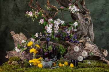 Sanat kurulumu. İkebana. Şifalı bitkiler. Pulmonaria karahindiba