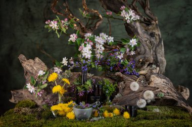 Sanat kurulumu. İkebana. Şifalı bitkiler. Pulmonaria karahindiba