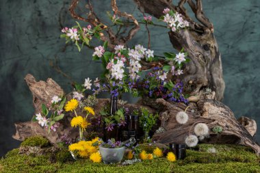 Sanat kurulumu. İkebana. Şifalı bitkiler. Pulmonaria karahindiba