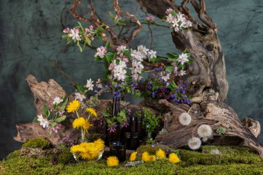 Sanat kurulumu. İkebana. Şifalı bitkiler. Pulmonaria karahindiba