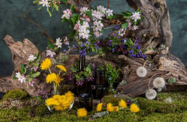 Sanat kurulumu. İkebana. Şifalı bitkiler. Pulmonaria karahindiba