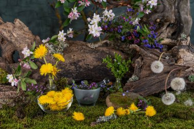 Sanat kurulumu. İkebana. Şifalı bitkiler. Pulmonaria karahindiba