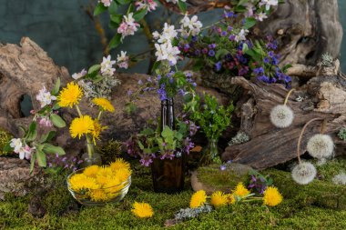 Sanat kurulumu. İkebana. Şifalı bitkiler. Pulmonaria karahindiba