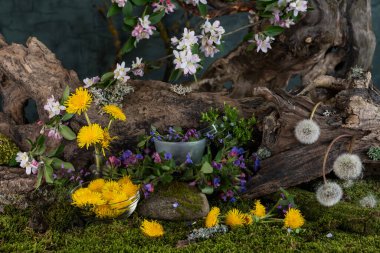 Sanat kurulumu. İkebana. Şifalı bitkiler. Pulmonaria karahindiba