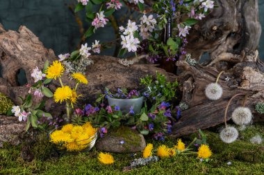 Sanat kurulumu. İkebana. Şifalı bitkiler. Pulmonaria karahindiba