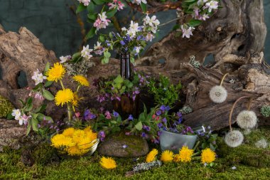 Sanat kurulumu. İkebana. Şifalı bitkiler. Pulmonaria karahindiba