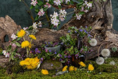 Sanat kurulumu. İkebana. Şifalı bitkiler. Pulmonaria karahindiba