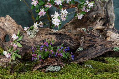 Sanat kurulumu. İkebana. İlaç bitkileri. Elma ağacı dalı. Ciğerotu buketi. Pulmonaria officinalis. Malus.