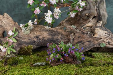 Sanat kurulumu. İkebana. İlaç bitkileri. Elma ağacı dalı. Ciğerotu buketi. Pulmonaria officinalis. Malus.