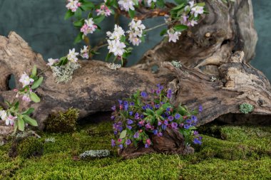 Sanat kurulumu. İkebana. İlaç bitkileri. Elma ağacı dalı. Ciğerotu buketi. Pulmonaria officinalis. Malus.