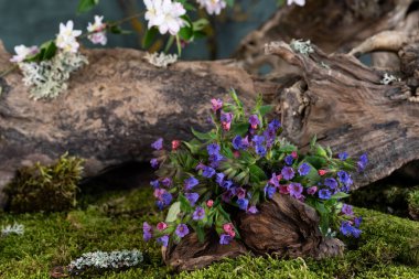 Sanat kurulumu. İkebana. İlaç bitkileri. Elma ağacı dalı. Ciğerotu buketi. Pulmonaria officinalis. Malus.