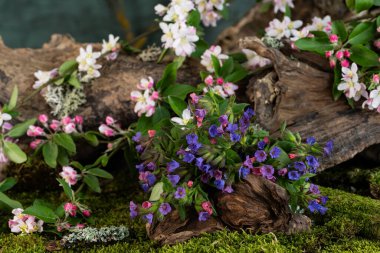 Sanat kurulumu. İkebana. İlaç bitkileri. Elma ağacı dalı. Ciğerotu buketi. Pulmonaria officinalis. Malus.