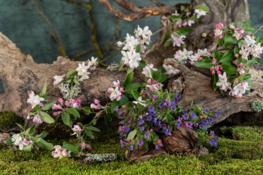 Sanat kurulumu. İkebana. İlaç bitkileri. Elma ağacı dalı. Ciğerotu buketi. Pulmonaria officinalis. Malus.