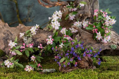 Sanat kurulumu. İkebana. İlaç bitkileri. Elma ağacı dalı. Ciğerotu buketi. Pulmonaria officinalis. Malus.