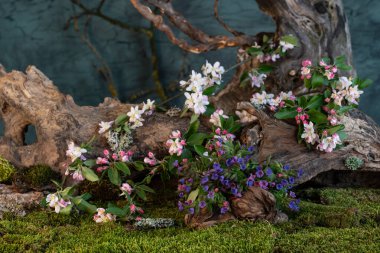 Sanat kurulumu. İkebana. İlaç bitkileri. Elma ağacı dalı. Ciğerotu buketi. Pulmonaria officinalis. Malus.