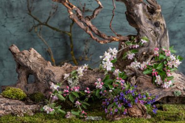 Sanat kurulumu. İkebana. İlaç bitkileri. Elma ağacı dalı. Ciğerotu buketi. Pulmonaria officinalis. Malus.