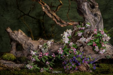 Sanat kurulumu. İkebana. İlaç bitkileri. Elma ağacı dalı. Ciğerotu buketi. Pulmonaria officinalis. Malus.