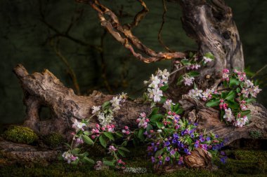 Sanat kurulumu. İkebana. İlaç bitkileri. Elma ağacı dalı. Ciğerotu buketi. Pulmonaria officinalis. Malus.