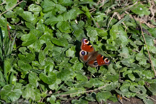 Kelebek Tavuskuşu 'nun göz günü, Avrupalı. Aglais io. Böcekler, Lepidoptera. Bitki tozlaştırıcısı.