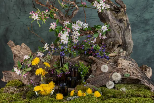 Sanat kurulumu. İkebana. Şifalı bitkiler. Pulmonaria karahindiba