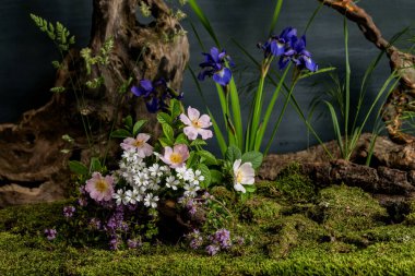 Bahar çiçeklerinden bir ağaç kütüğünde bitki tasarımı, yabani gül ve kekik midyeleri, doğal bir tarzda.