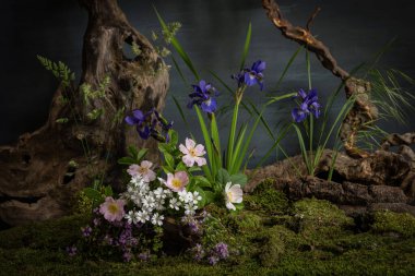 Bahar çiçeklerinden bir ağaç kütüğünde bitki tasarımı, yabani gül ve kekik midyeleri, doğal bir tarzda.