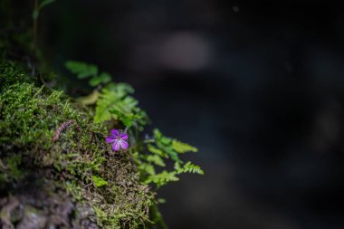 İlkbahar kır çiçeklerinin ağaç kütüğündeki doğal bir kompozisyon.
