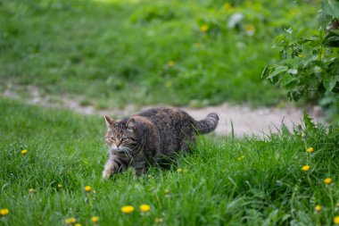 Evcil bir kedi kendi kendine yürür.